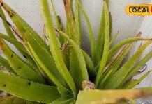 Health tips- These medicines are helpful in removing the weakness of the body along with swelling in the intestine. These medicines will give unlimited energy reserves to the body.