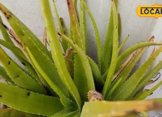 Health tips- These medicines are helpful in removing the weakness of the body along with swelling in the intestine. These medicines will give unlimited energy reserves to the body.