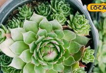 परेशानियां आपको घेरे रहती हैं… पैसा, सुख, शांति नहीं दिख रहा, तो यह दो पौधे घर में एक साथ लगा लीजिए, फिर देखिए..