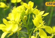 सरसों के फूल में छिपा है ग्लोइंग त्वचा का राज, पेस्ट बनाकर ऐसे करें उपयोग, झुर्रियां भी हो जाएगी गायब