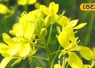 सरसों के फूल में छिपा है ग्लोइंग त्वचा का राज, पेस्ट बनाकर ऐसे करें उपयोग, झुर्रियां भी हो जाएगी गायब