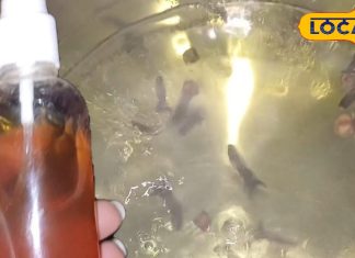 Hair Care Tips : इसका पानी रोक देगा झड़ते हुए बाल, डैंड्रफ से भी मिलेगी मुक्ति