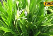 बीमारियों का बाप है ये पौधा, कान दर्द से पेट के कीड़ों तक चुटकियों में छूमंतर