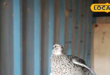 सेहत में दमदार, स्वाद में लाजवाब है ये चीज…एक बार खा लिया तो चिकन मटन जाएंगे भूल