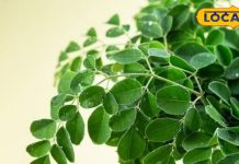 घोडे जैसा शरीर! पुरुषों के लिए वरदान है ये छोटा सा पेड़, स्पर्म काउंट को करे इंक्रीज,भर-भर कर आयरन और प्रोटीन