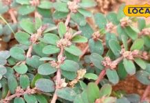 औषधियों का सरदार है यह घास, खांसी से लेकर डायबिटीज तक को कर देता है छूमंतर