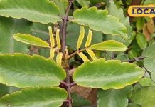 Patharchatta Plant Benefits In Hindi: पथरी का दुश्मन है ये जादुई पौधा! त्वचा से लेकर दांतों तक, पूरी शरीर को बना देगा झट से तंदुरुस्त