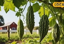 рдмрджрд▓рддреЗ рдореМрд╕рдо рдореЗрдВ рдЕрд╕реНрдердорд╛ рдиреЗ рдХрд░ рджрд┐рдпрд╛ рд╣реИ рдирд╛рдХ рдореЗрдВ рджрдо? рд╕рд╛рдВрд╕ рд▓реЗрдиреЗ рдореЗрдВ рд╣реЛ рд░рд╣реА рд╣реИ рджрд┐рдХреНрдХрдд? рдбрд╛рдЗрдЯ рдореЗрдВ рд╢рд╛рдорд┐рд▓ рдХрд░реЗрдВ рдпреЗ рдХреЬрд╡реА рд╕рдмреНрдЬреА