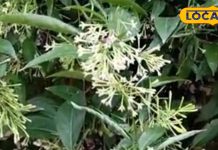 सिर्फ खुशबू ही नहीं, सेहत के लिए भी फायदेमंद है ये अनोखा पौधा! जोड़ों के दर्द से भी देता आराम