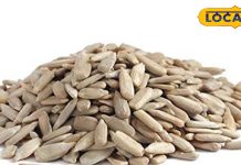 Sunflower Seeds: सेहत के लिए वरदान है सूरजमुखी के बीज, रोजाना खाने से मिलेंगे ये कमाल के फायदे