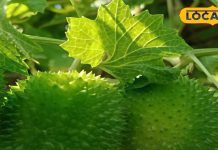 Kakoda Sabji Ke Fayde: सिर्फ 90 दिन मिलने वाली ये हरी सब्जी है चमत्कारी…डायबिटीज से लेकर ब्लड प्रेशर तक, हर बीमारी कर देगी ठीक!