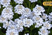 दवा का भी बाप है यह पौधा, जोड़ों के दर्द-अस्थमा को कर देता है छूमंतर, यूरिन इंफेक्शन-एनीमिया में भी रामबाण