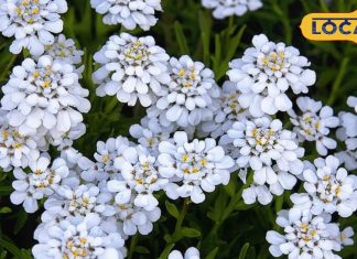 दवा का भी बाप है यह पौधा, जोड़ों के दर्द-अस्थमा को कर देता है छूमंतर, यूरिन इंफेक्शन-एनीमिया में भी रामबाण