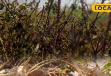 बड़ा करामाती है यह पौधा, दांत का दर्द…बालों का झड़ना, पेट की समस्या करे दूर