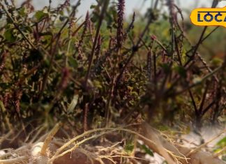 बड़ा करामाती है यह पौधा, दांत का दर्द…बालों का झड़ना, पेट की समस्या करे दूर