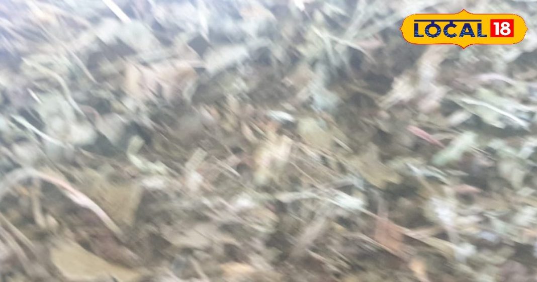 खाने का स्वाद बढ़ाने के साथ बीमारियों की छुट्टी करती है ये दाना, पेट…दस्त सहित महिलाओं में दूध बढ़ाने में कारगर