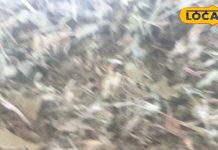 खाने का स्वाद बढ़ाने के साथ बीमारियों की छुट्टी करती है ये दाना, पेट…दस्त सहित महिलाओं में दूध बढ़ाने में कारगर