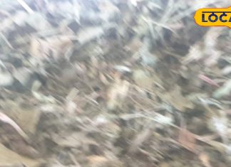 खाने का स्वाद बढ़ाने के साथ बीमारियों की छुट्टी करती है ये दाना, पेट…दस्त सहित महिलाओं में दूध बढ़ाने में कारगर