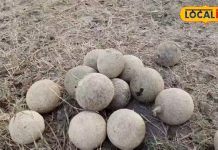 इमली-अचार की कर देगा छुट्टी, प्रेगनेंसी में महिलाओं की जान है ये फल, सेहत के लिए रामबाण