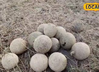 इमली-अचार की कर देगा छुट्टी, प्रेगनेंसी में महिलाओं की जान है ये फल, सेहत के लिए रामबाण