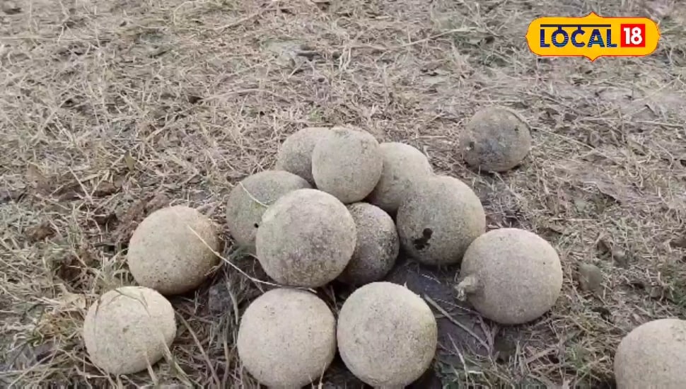 इमली-अचार की कर देगा छुट्टी, प्रेगनेंसी में महिलाओं की जान है ये फल, सेहत के लिए रामबाण