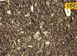 Herbal Tea Benefits in Hindi: चमत्कारी औषधि से भी दोगुनी फायदेमंद है ये चीज…कोलेस्ट्रॉल से लेकर दर्द तक, हर बीमारी का कर देगी झट से इलाज!