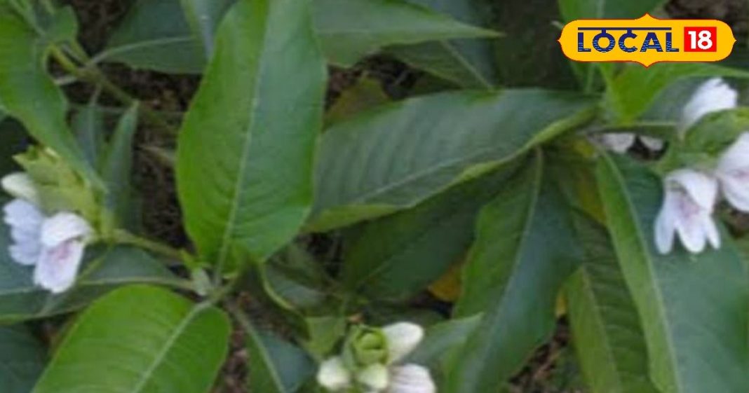 पेनकिलर्स का भी बाप है ये पौधा! सिर से लेकर दांत के दर्द को कर छूमंतर, यूरिक एसिड-अर्थराइटिस में भी रामबाण