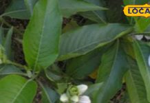 पेनकिलर्स का भी बाप है ये पौधा! सिर से लेकर दांत के दर्द को कर छूमंतर, यूरिक एसिड-अर्थराइटिस में भी रामबाण