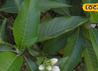 पेनकिलर्स का भी बाप है ये पौधा! सिर से लेकर दांत के दर्द को कर छूमंतर, यूरिक एसिड-अर्थराइटिस में भी रामबाण