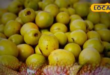 Bharatpur market is buzzing with juicy plums, people like it very much, several quintals are being consumed daily