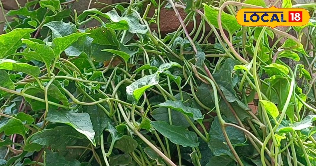 इस हरे साग को कहते हैं आयरन का पावर हाउस, महिलाओं की इन चीजों में है बेहद फायदेमंद