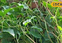 इस हरे साग को कहते हैं आयरन का पावर हाउस, महिलाओं की इन चीजों में है बेहद फायदेमंद