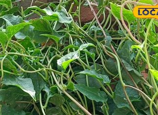 इस हरे साग को कहते हैं आयरन का पावर हाउस, महिलाओं की इन चीजों में है बेहद फायदेमंद