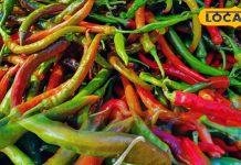 बाजार में कुछ दिन मिलती है ये खास मिर्च, इसका अचार मचा देता है धमाल, खरीदकर स्टोर कर लेते हैं लोग