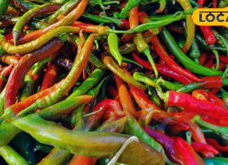 बाजार में कुछ दिन मिलती है ये खास मिर्च, इसका अचार मचा देता है धमाल, खरीदकर स्टोर कर लेते हैं लोग