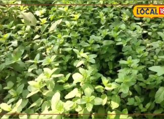 पुदीना पत्ती के औषधीय गुण, क्या-क्या हैं इसके फायदे, जानिए किन रोगों में आती है काम…