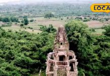 बड़ा करामाती है ये पौधा, खांसी, BP, कैंसर और स्ट्रोक जैसी बीमारियों काल, इसके बने लड्डू पर टूट पड़ते हैं लोग