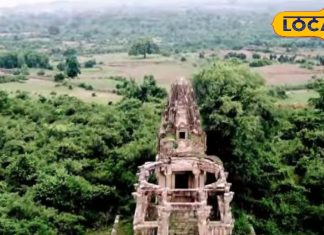 बड़ा करामाती है ये पौधा, खांसी, BP, कैंसर और स्ट्रोक जैसी बीमारियों काल, इसके बने लड्डू पर टूट पड़ते हैं लोग