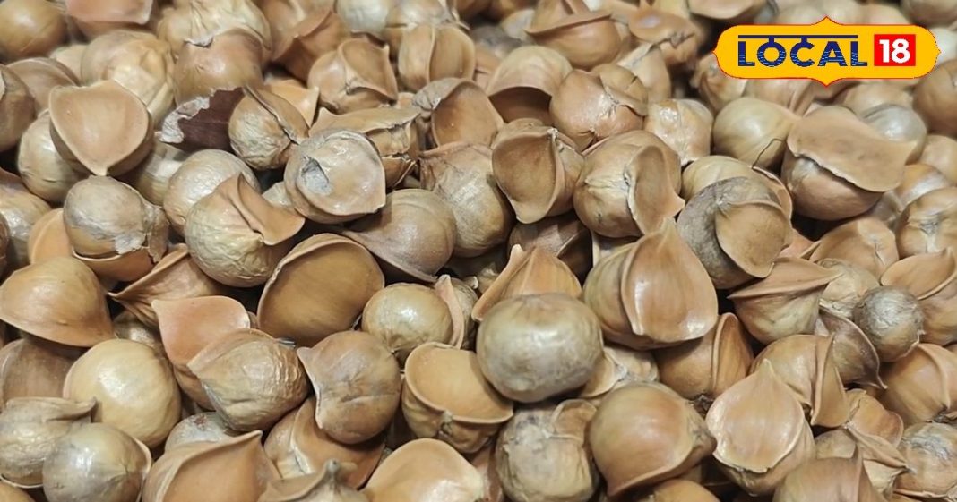 नैनीताल में कश्मीरी सूपर फूड की धूम, काजू-बादाम से ज्यादा है फायदेमंद, खाने से नसों में आ जाएगी फौलादी ताकत