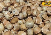 नैनीताल में कश्मीरी सूपर फूड की धूम, काजू-बादाम से ज्यादा है फायदेमंद, खाने से नसों में आ जाएगी फौलादी ताकत