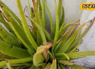 Health Tips: ये 3 चमत्कारी पौधे करते हैं बहुत तिकड़म…मिनटों में बना देंगे ताकतवर, कैंसर जैसी कई बीमारियों के दुश्मन!