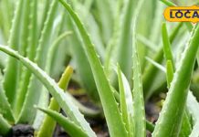 अपने गमले में लगा लें ये नन्हा सा पौधा, पूरे घर को बना देगा फिट और फाइन