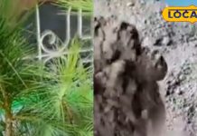 कमाल की लकड़ी! इसके फायदे गिनते-गिनते जाएंगे थक, राख तो पेट की बीमारियों के लिए है रामबाण, जानें सेवन का तरीका