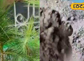 कमाल की लकड़ी! इसके फायदे गिनते-गिनते जाएंगे थक, राख तो पेट की बीमारियों के लिए है रामबाण, जानें सेवन का तरीका