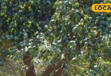 बड़ा ही धाकड़ है यह खट्टा-मीठा फल, डायबिटीज-BP को करता है कंट्रोल, कब्ज के लिए रामबाण