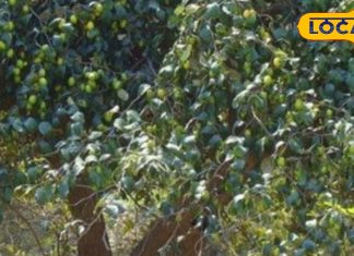 बड़ा ही धाकड़ है यह खट्टा-मीठा फल, डायबिटीज-BP को करता है कंट्रोल, कब्ज के लिए रामबाण