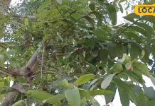 खूबियों का खजाना है इस पेड़ का छाल… झट से खत्म कर देगा शुगर और कोलेस्ट्रॉल, ऐसे करें इस्तेमाल