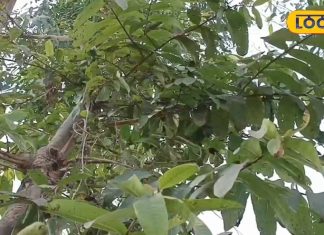 खूबियों का खजाना है इस पेड़ का छाल… झट से खत्म कर देगा शुगर और कोलेस्ट्रॉल, ऐसे करें इस्तेमाल