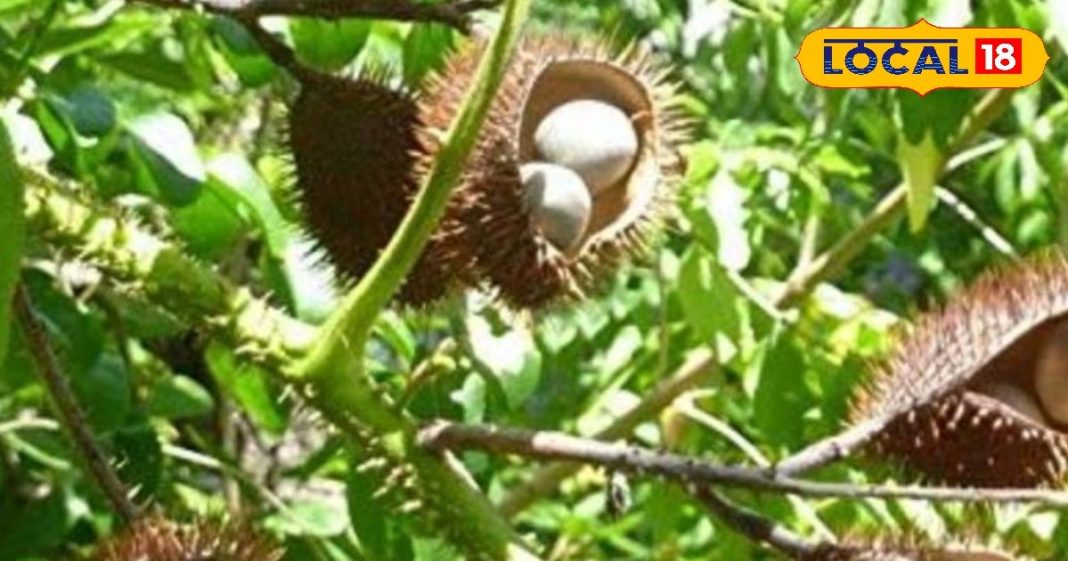 जादू करती हैं ये हरी पत्तियां! कब्ज से मिलेगा छुटकारा, बार-बार नहीं होगी खुजली, स्किन के लिए भी फायदेमंद! – Bharat.one हिंदी