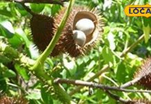 जादू करती हैं ये हरी पत्तियां! कब्ज से मिलेगा छुटकारा, बार-बार नहीं होगी खुजली, स्किन के लिए भी फायदेमंद! – Bharat.one हिंदी